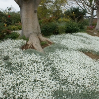 Церастиум (сребърна тревичка) Cerastium tomentosum