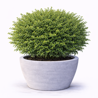 Орлов нокът постилащ се Lonicera pileata