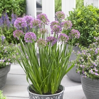 Декоративен лук ‘Christophii’ Allium cristophii