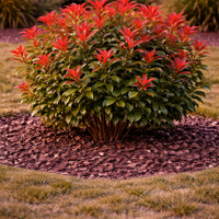 Фотиния ‘Red Robin’ Photinia × fraseri ‘Red Robin’