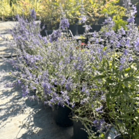 Перовския ‘Blue Spire’  | Perovskia atriplicifolia ‘Blue Spire’