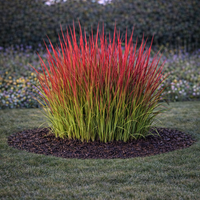 Императа ‘Red Baron’ Imperata cylindrica ‘Red Baron’