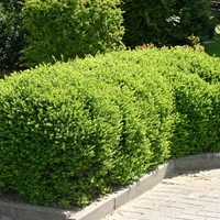 Орлов нокът дребнолистен Lonicera nitida