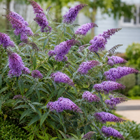Будлея | 'Buddleja davidii'