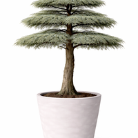 Кедър ливански висок Cedrus libani