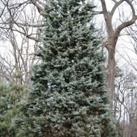 Аризонски кипарис Cupressus arizonica