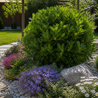Японски габър  'Pittosporum tobira'