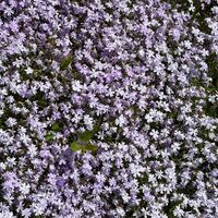 Флокс Phlox subulta mix