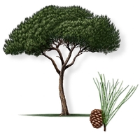 Бор каменен Pinus pinea