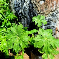 Здравец  'Geranium macrorrhizum'