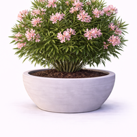 Зокум (олеандър) Nerium oleander