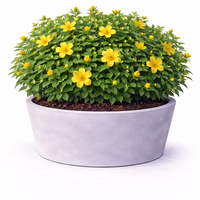 Жълт звъник (хиперикум) Hypericum calycinum