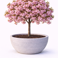 Японска вишна ‘Kanzan’ Prunus serrulata ‘Kanzan’