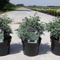 Лъжекедър ‘Boulevard’ Chamaecyparis pisifera ‘Boulevard’