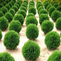 Туя ‘Tiny Tim’ Thuja occidentalis ‘Tiny Tim’