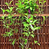 Магнолия звездовидна Magnolia stellata