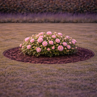 Мини роза Rosa (mini hybrids)