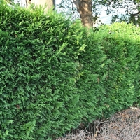 Лъжекипарис лейланд	Chamaecyparis leilandii