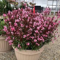 Гаура Gaura lindheimeri