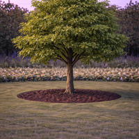 Червен дъб Quercus rubra