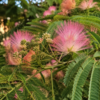 Албиция / Копринено дърво 'Albizia julibrissin'