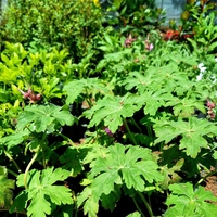 Здравец  'Geranium macrorrhizum'