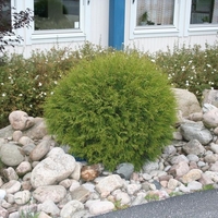 Туя ‘Globosa’ Thuja occidentalis ‘Globosa’