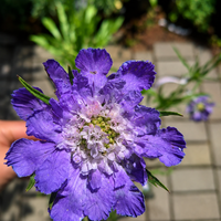 Скабиоза кавказка 'Scabiosa caucasica'