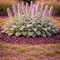 Стахий (вълнесто ухо) Stachys byzantina