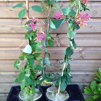 Орлов нокът катерлив Lonicera caprifolium