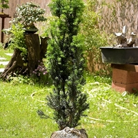 Тис обикновен Taxus baccata