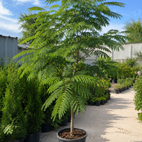 Албиция / Копринено дърво 'Albizia julibrissin'