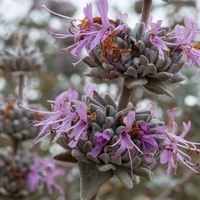 Салвия (градински чай) Salvia officinalis