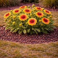 Гайлардия Gaillardia aristata