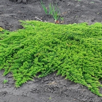 Хвойна хоризонтална ‘Prince of Wales’ Juniperus horizontalis ‘Prince of Wales’