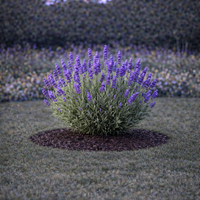 Лавандула Lavandula angustifolia