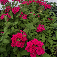 Вербена 'Verbena spp.'
