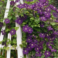 Клематис (хибриден сорт) Clematis spp.