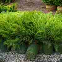 Хвойна, Смрика, Юниперус Минт Джулеп	Juniperus chinensis 