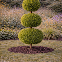 Лейландов кипарис (3 топки) Cupressocyparis leylandii