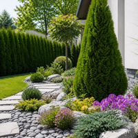 Туя ‘Brabant’ Thuja occidentalis ‘Brabant’