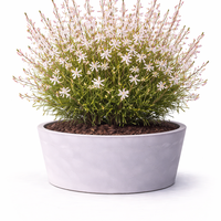 Гаура Gaura lindheimeri