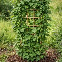 Актинидия мини киви ‘Issai’ Actinidia arguta ‘Issai’