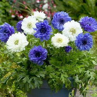 Анемония (коронария) Anemone coronaria