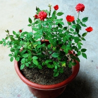 Мини роза Rosa (mini hybrids)