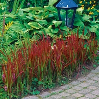 Императа ‘Red Baron’ Imperata cylindrica ‘Red Baron’