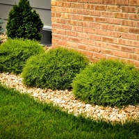 Туя западна ‘Bowling Ball’ Thuja occidentalis ‘Bowling Ball’