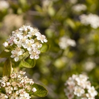 Арония	Аronia macrocarpa
