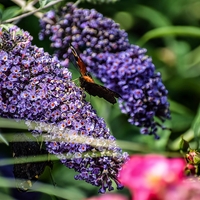 Будлея 	Buddleja davidii