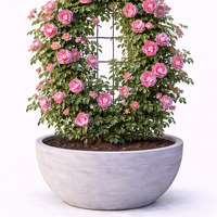Роза катерлива Rosa (climbing hybrids)